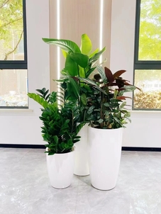 宁波奉化植物出租，哪家能满足你的多样需求？这家行！